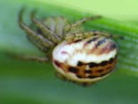 Streifenkreuzspinne, Mangora acalypha