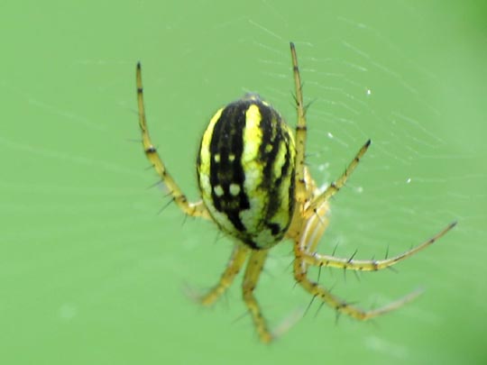 Streifenkreuzspinne, Mangora acalypha