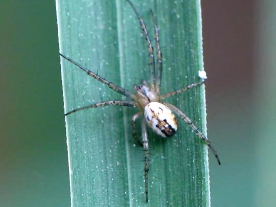 Streifenkreuzspinne, Mangora acalypha