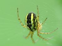 Streifenkreuzspinne, Mangora acalypha