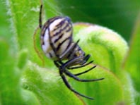 Streifenkreuzspinne, Mangora acalypha