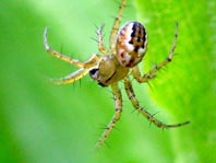 Streifenkreuzspinne, Mangora acalypha