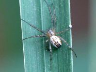 Streifenkreuzspinne, Mangora acalypha
