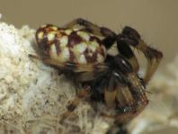 Nemoscolus laurae