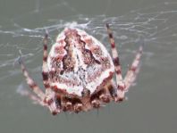 Neoscona sp.