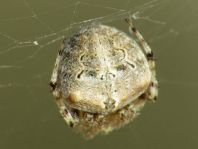Neoscona sp.