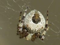 Neoscona sp.