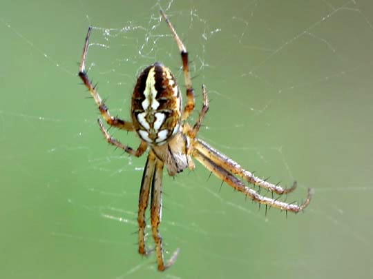 Neoscona adianta, Heideradnetzspinne