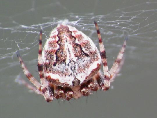 Neoscona sp.