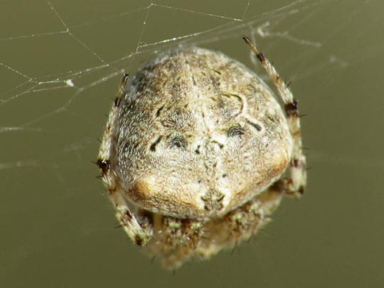 Neoscona sp.