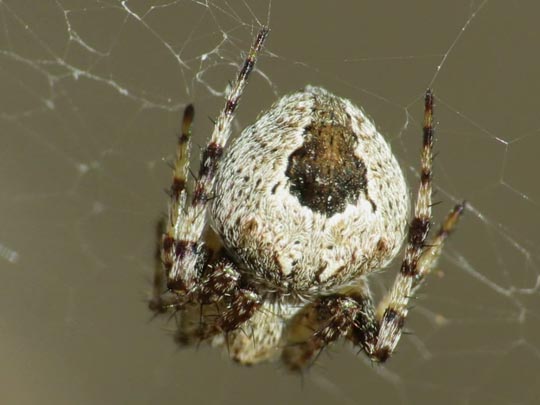 Neoscona sp.