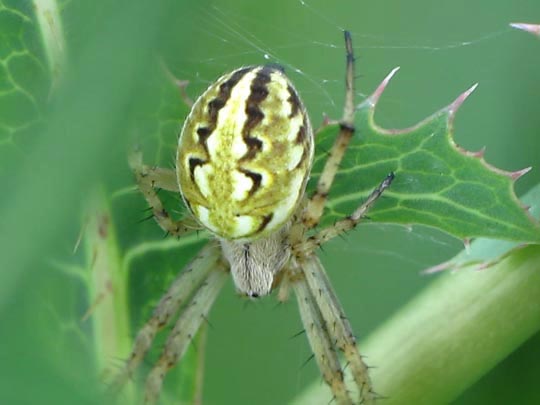 Neoscona adianta, Heideradnetzspinne
