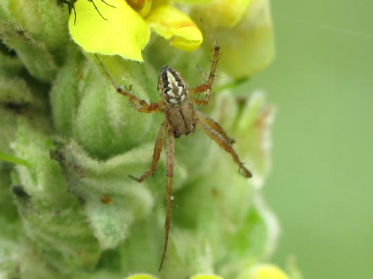 Neoscona adianta, Heideradnetzspinne