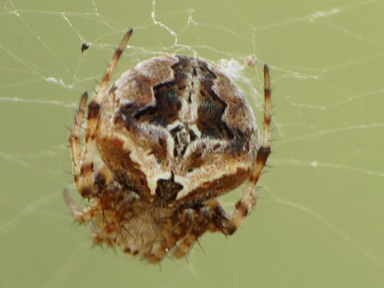 Neoscona sp.