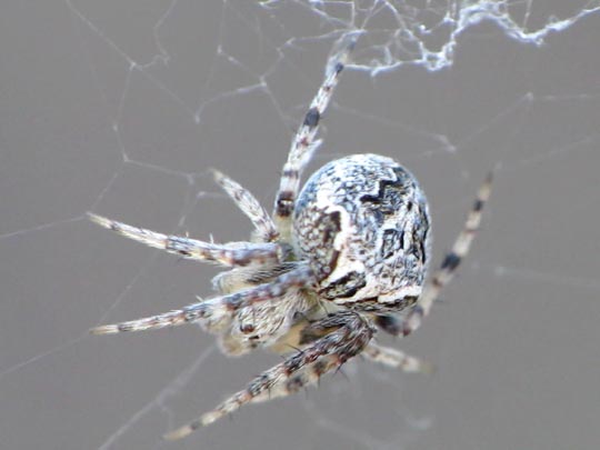 Neoscona sp.
