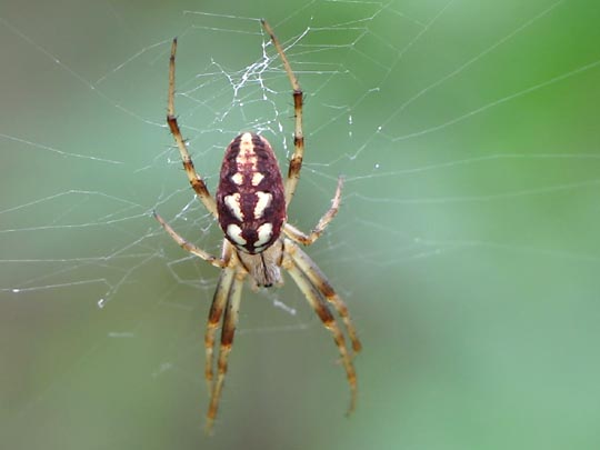 Neoscona adianta, Heideradnetzspinne