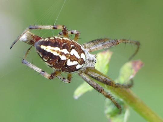 Neoscona adianta, Heideradnetzspinne