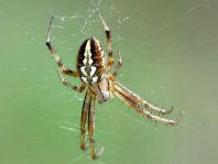 Neoscona adianta, Heideradnetzspinne