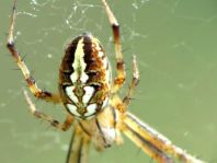 Neoscona adianta, Heideradnetzspinne