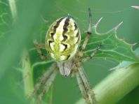 Neoscona adianta, Heideradnetzspinne