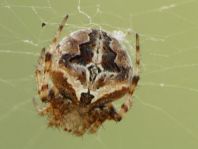 Neoscona sp.