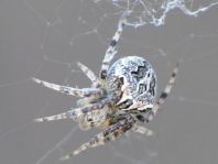 Neoscona sp.