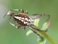 Neoscona adianta, Heideradnetzspinne