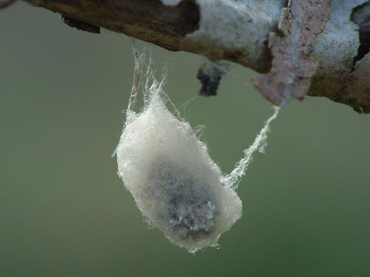 Spinnennetze