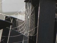 Netz