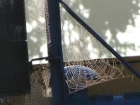 Netz