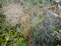 Spinnennetz