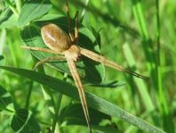 Listspinne, Pisaura mirabilis