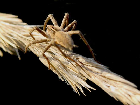 Listspinne, Pisaura mirabilis