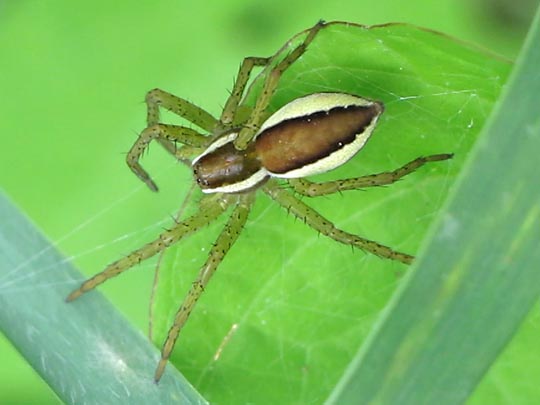 Dolomedes cf. fimbriatus, Gerandete Jagdspinne