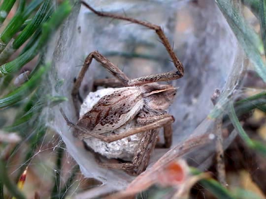 Listspinne, Pisaura mirabilis