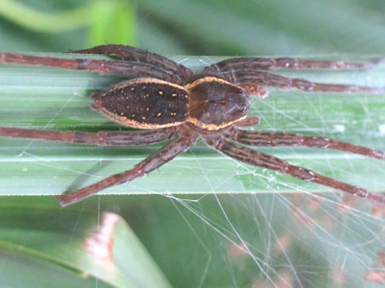 Dolomedes cf. fimbriatus, Gerandete Jagdspinne