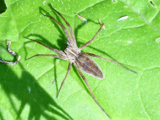Listspinne, Pisaura mirabilis