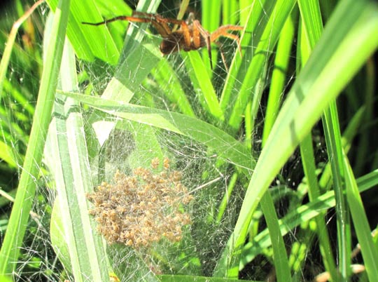 Dolomedes cf. fimbriatus, Gerandete Jagdspinne