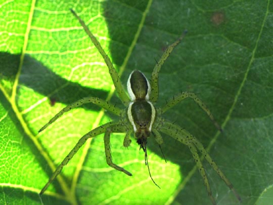 Dolomedes cf. fimbriatus, Gerandete Jagdspinne