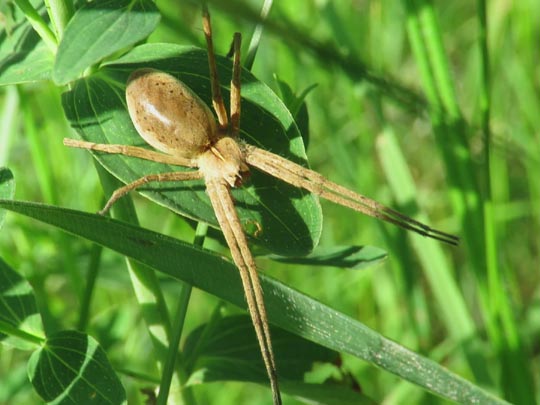 Listspinne, Pisaura mirabilis