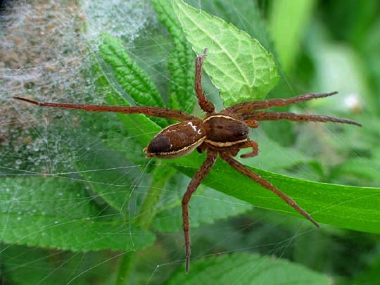 Dolomedes cf. fimbriatus, Gerandete Jagdspinne