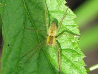 Dolomedes cf. fimbriatus, Gerandete Jagdspinne