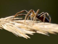 Listspinne, Pisaura mirabilis