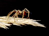 Listspinne, Pisaura mirabilis