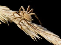 Listspinne, Pisaura mirabilis