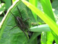 Dolomedes cf. fimbriatus, Gerandete Jagdspinne