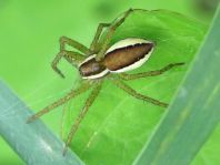 Dolomedes cf. fimbriatus, Gerandete Jagdspinne