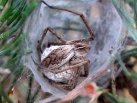 Listspinne, Pisaura mirabilis