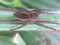 Dolomedes cf. fimbriatus, Gerandete Jagdspinne