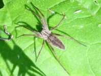 Listspinne, Pisaura mirabilis